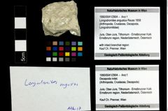 Foto (Objekt + Etiketten) von Longodromites angustus (Reuss 1858) 